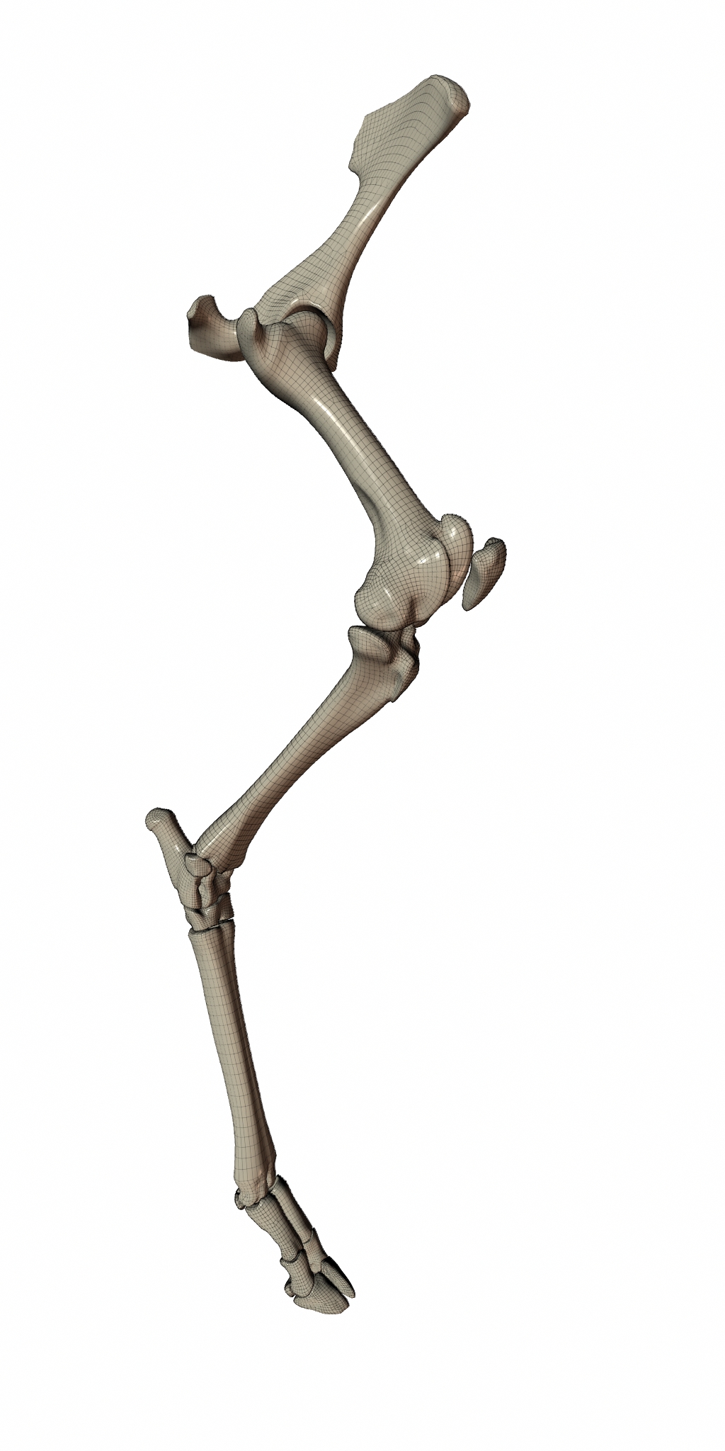 RenderLeg2